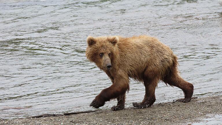 „Fat Bear”-Wahl - Im Sommer müssen die Braunbären vor der Winterruhe anspecken. „Fat Bear”-Wahl - Im Sommer müssen die Braunbären vor der Winterruhe anspecken.