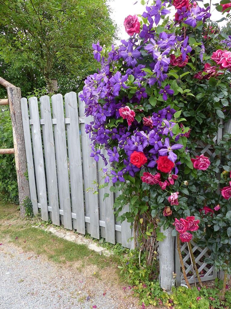 Gartentor mit blühender Rose und Clematis der Familie Steinmetz aus Himmelstadt.