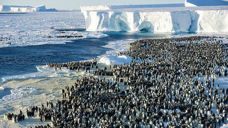 Eine Kolonie mit über 20.000 Kaiserpinguinen lebt in der Nähe der Polarstation.