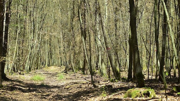 Das Waldsterben im Landkreis Würzburg nimmt zu, wie hier in einem Waldstück bei Hettstadt.&nbsp;