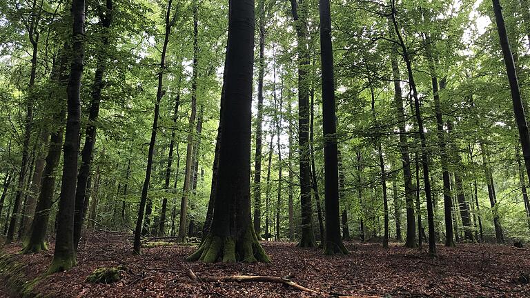 Im Wirtschaftsjahr 2019/20 konnte die Marktgemeinde Oberschwarzach mit dem Gemeindewald einen Gewinn in Höhe von rund 90 000 Euro erwirtschaften