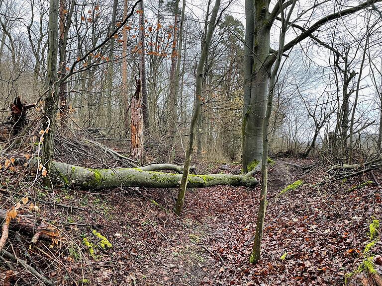 'Angeschobene Bäume' können unvermittelt umfallen. Mit solchen 'waldtypischen Gefahren' muss ein Waldbesuchender stets rechnen.