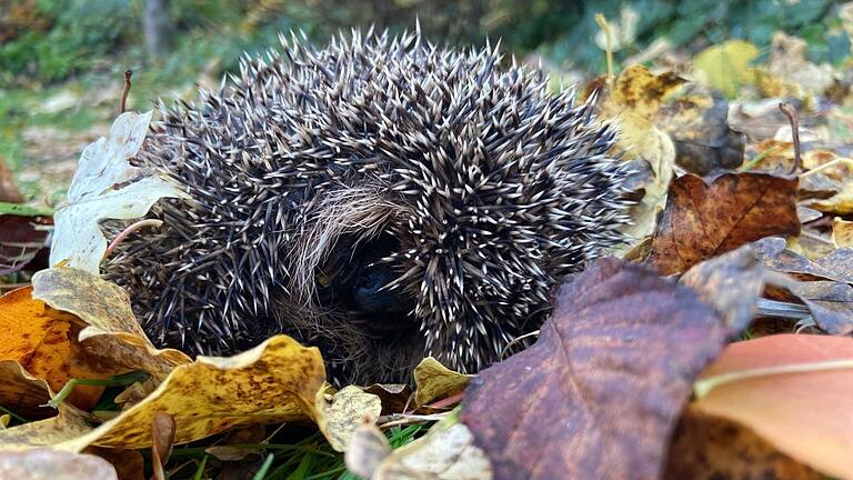 Ein Igel im Garten.