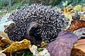 Ein Igel im Garten.