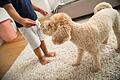 Studie: Hunde machen Kinder fitter.jpeg       -  Welche Hunde sind kinderfreundlich?