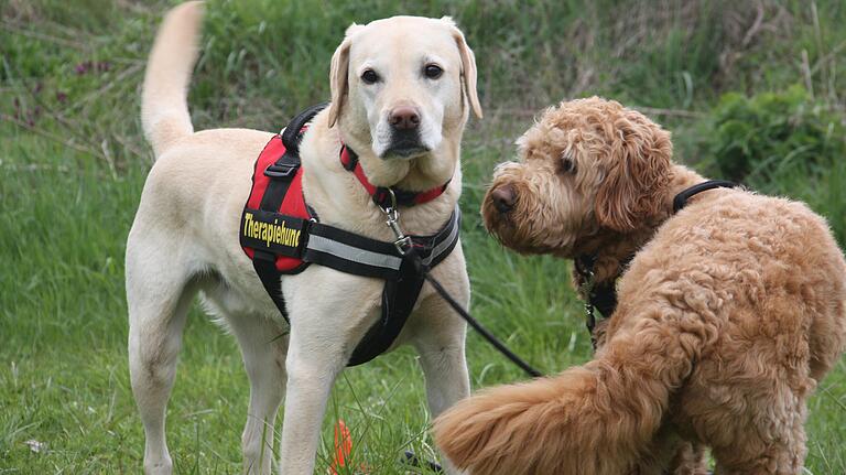 Der Labrador 'Luis' (links) und der Goldendoodle 'Lucky' sind ausgebildete Therapiehunde.