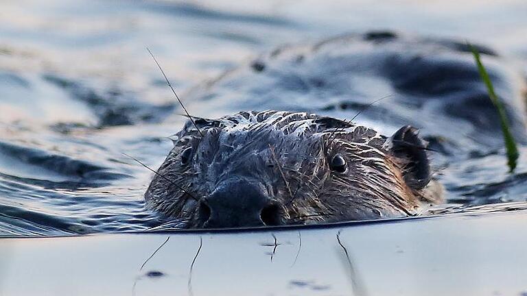 Biber       -  Vom Lengfelder Biber gibt es bislang nur unscharfe Nachtaufnahmen. Stellvertretend hier das Bild eines Exemplars aus einem Naturschutzgebiet in Baden-Württemberg.