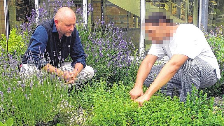 Im Kräutergarten der Justizvollzugsanstalt Würzburg: Sozialpädagoge Volker Schubert und ein Auszubildender aus der JVA-Küche am Tag, als dort gerade eine Handvoll Oregano benötigt wurde.