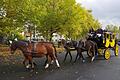 Das Leitpferd Max, das sicherste Pferd, wird links vorne zur Straßenseite hin eingespannt.       -  Das Leitpferd Max, das sicherste Pferd, wird links vorne zur Straßenseite hin eingespannt.