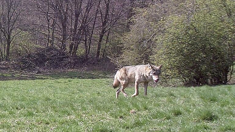 Das erste offizelle Bild eines Wolfes im Landkreis Bad Kissingen.