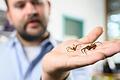 Jean-Léonard Stör zeigt in einem Labor am Biozentrum der Uni Würzburg ein kleineres männliches und ein weibliches Exemplar der Nosferatu-Spinne.