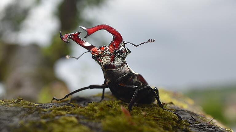 Der kleine König des Waldes: Ein wunderbares Portrait ist Frank Schröpfer von einem Hirschkäfer gelungen. Der kleine König des Waldes: Ein wunderbares Portrait ist Frank Schröpfer von einem Hirschkäfer gelungen.