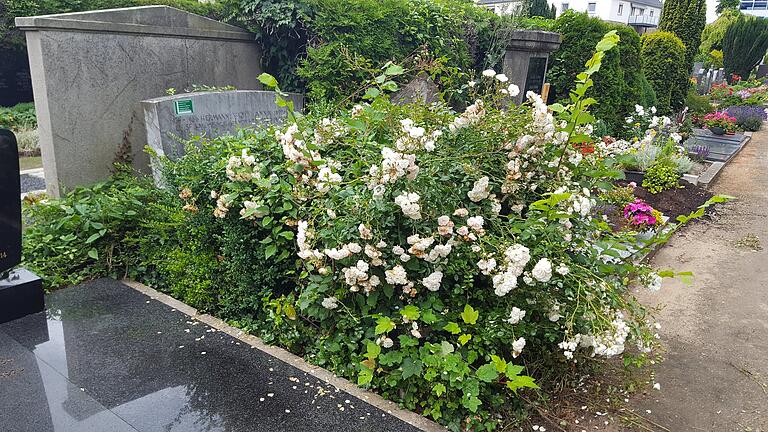 Rosen und Buchs wuchern wild vor sich hin, schon lange hat sich keiner mehr um dieses Grab auf dem Kitzinger Alten Friedhof gekümmert.