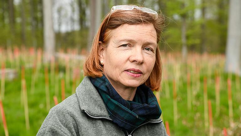 Försterin Antje Julke zeigte im Mai eine Fläche im Leinacher Gemeindewald im Lkr. Würzburg, auf der viele Bäume in den Trockenjahren abgestorben waren und die wieder neu aufgeforstet wurde. Försterin Antje Julke zeigte im Mai eine Fläche im Leinacher Gemeindewald im Lkr. Würzburg, auf der viele Bäume in den Trockenjahren abgestorben waren und die wieder neu aufgeforstet wurde.