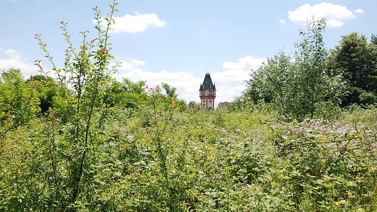 Das Deuster-Gelände im Norden Kitzingens (im Hintergrund der Deusterturm) gilt als eines der Filetgrundstücke der Stadt. Wo derzeit noch Unkraut&nbsp; wuchert, soll künftig das Staatsarchiv stehen.