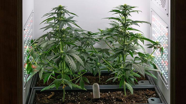 Seit dem 1. Juli können bundesweit Anträge auf Gründung eines Cannabis-Clubs gestellt werden. In Schweinfurt blieb der Ansturm bislang aber aus. (Symbolfoto) Seit dem 1. Juli können bundesweit Anträge auf Gründung eines Cannabis-Clubs gestellt werden. In Schweinfurt blieb der Ansturm bislang aber aus. (Symbolfoto)