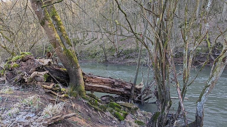 Ein Baum liegt entwurzelt im Wasser.       -  Ein Baum liegt entwurzelt im Wasser.