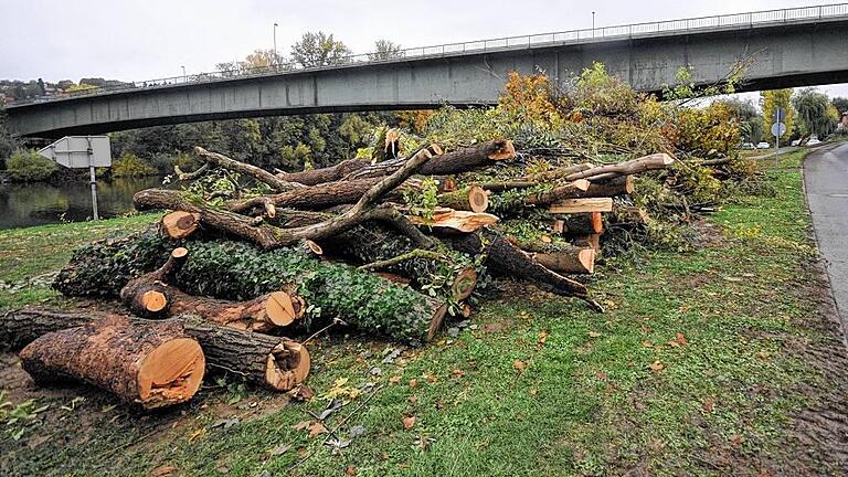 Vorzeichen der Brückenerneuerung       -  (meg) Die Erneuerung der Neuen Mainbrücke wirft ihre Schatten voraus. In den vergangenen Tagen wurden die ersten Bäume im Umfeld der Brücke gefällt, unter anderen am ehemaligen Standort des Amerikahauses und am Mainufer. Sie müssen Platz machen für die Bauarbeiten, die dort demnächst beginnen. Während die Arbeiten an einer Baustellenumfahrung über den Schützenweg und das Gelände der ehemaligen Malzfabrik bereits seit Monaten laufen, wird demnächst das Baufeld an der Brücke selbst eingerichtet. Der Parkplatz der TVO-Halle wird dazu eingeebnet und erhält eine neue Zufahrt von der Mainuferstraße her. Auch die fast abgeschlossene Erneuerung der alten Frickenhäuser Straße ist Teil der Brückenerneuerung, weil der Verkehr in Richtung Frickenhausen dann zeitweise auf diese Straße umgeleitet werden muss. Im kommenden Frühjahr sollen mit dem Abriss der alten Stahlbrücke dann die eigentlichen Bauarbeiten beginnen.