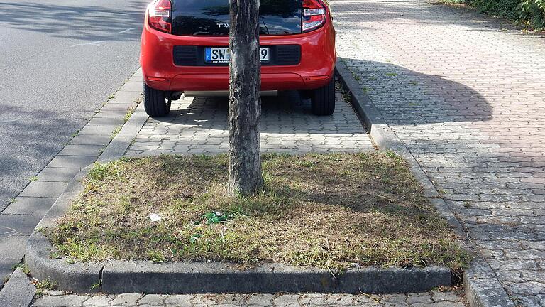 Hitze und Trockenheit setzen den Straßenbäumen zu. Die Baumpatenschaften sollen für ausreichend Wasser und auch für eine Bepflanzung der Baumscheiben sorgen. Hitze und Trockenheit setzen den Straßenbäumen zu. Die Baumpatenschaften sollen für ausreichend Wasser und auch für eine Bepflanzung der Baumscheiben sorgen. 