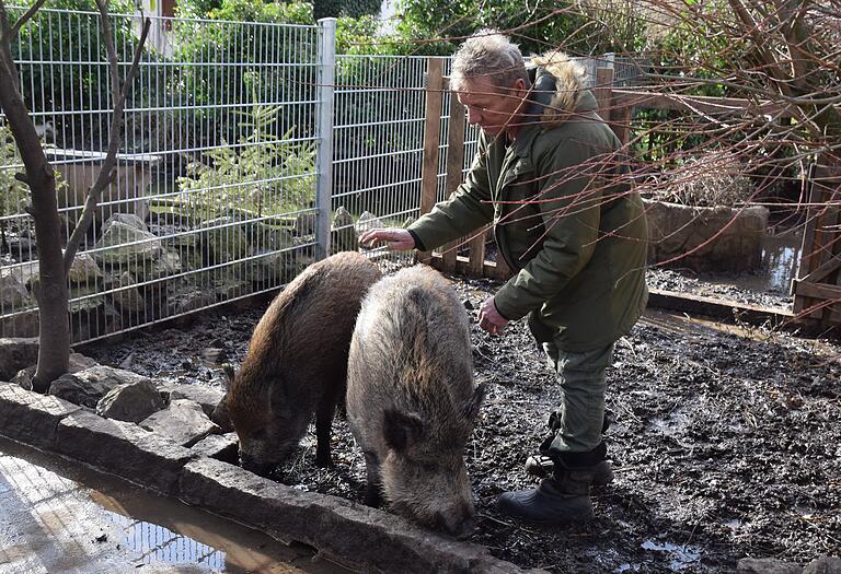 Platz zum Wühlen und Suhlen haben die beiden zahmen Wildschweine im Gehege von Hubert Balda. Platz zum Wühlen und Suhlen haben die beiden zahmen Wildschweine im Gehege von Hubert Balda.