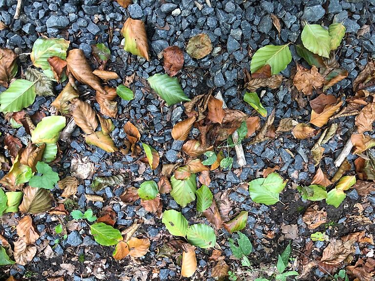 Blattabwurf im Steigerwald im September: Dass schon so früh im Jahr so viel Laub auf dem Boden liegt, zeigt, wie heiß und trocken das Jahr war. Blattabwurf im Steigerwald im September: Dass schon so früh im Jahr so viel Laub auf dem Boden liegt, zeigt, wie heiß und trocken das Jahr war.