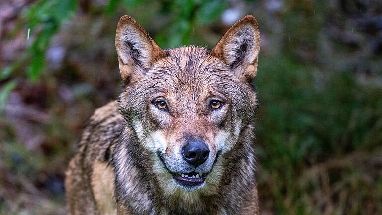 Wölfe im Nationalparkzentrum Falkenstein       -  Der Abschuss von Wölfen ist in Bayern heftig umstritten. (Archivbild)