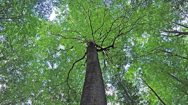 Besondere Biotop-Bäume werden im Steigerwald schon jetzt über das so genannte Trittstein-Konzept geschützt. Laut Mergner sind bereits 15 Prozent der Waldfläche dauerhaft aus der forstwirtschaftlichen Nutzung genommen.