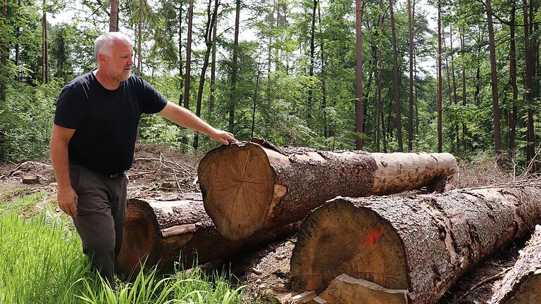 Der Geschäftsführer der Kitzinger Forstbetriebsgemeinschaft Dieter Rammensee steht in einem Waldstück bei Dürrnbuch vor transportreifen Stämmen.