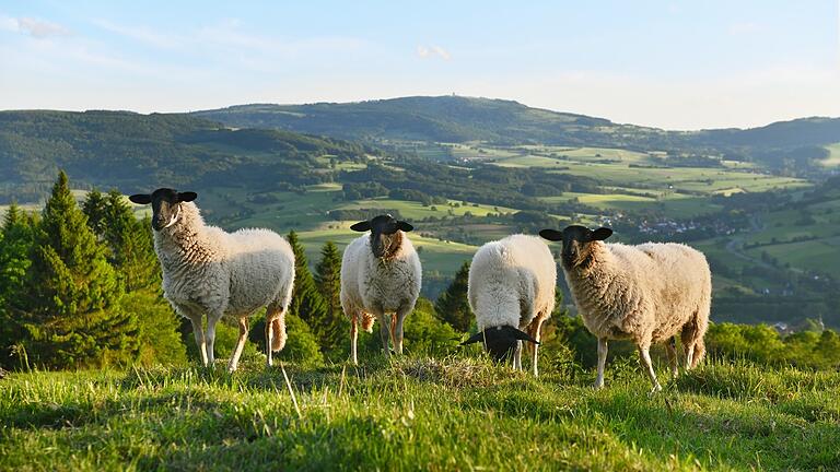 Viele Rhöner sehen nach der aktuellen Forsa-Umfrage Naturschutzprojekte wie den Schutz des Rhönschafes als zentrale Themen für das Biosphärenreservat Rhön.