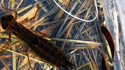 Tiere erobern die Kiesgrube       -  Geheimnisse des Sees: Die Larve der Königslibelle lebt zirka zwei Jahre unter Wasser als Räuber und macht Jagd auf andere schwimmende Insekten, Fische und Kaulquappen. Sie ist eine von vielen Libellenarten, die ihren Lebensraum in der Kiesgrube bei Hörblach gefunden haben.