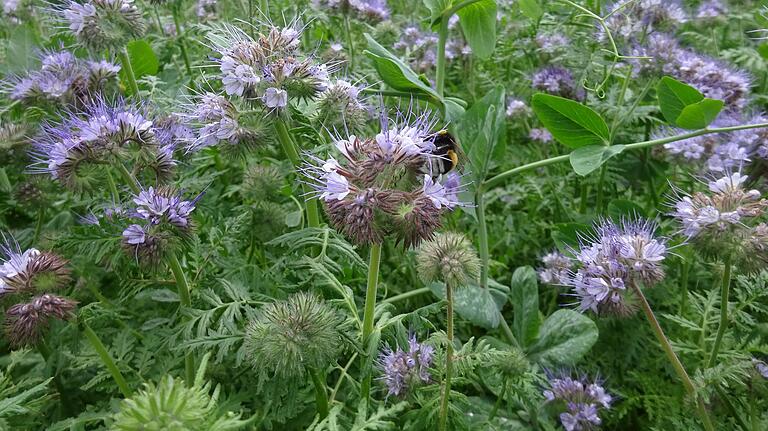 Die lila blühende Phacelia ist eine Zwischenfrucht mit einer relativ dicken Wurzel, die nicht nur beliebt bei Insekten ist, sondern auch Verdichtungen im Boden aufbrechen kann.