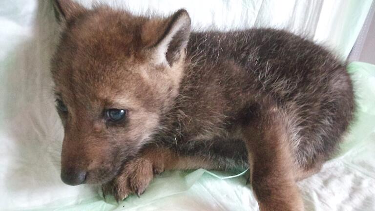 Einer der Welpen der Rhöner Problemwölfin war in diesem Frühjahr hilflos aufgefunden. 'Nuka'  wächst jetzt im Wildpark Lüneburger Heide heran.