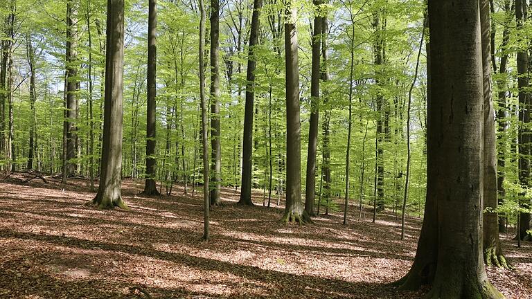 Buchenwald im Frühling (Symbolbild)