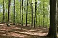 Buchenwald im Frühling (Symbolbild)