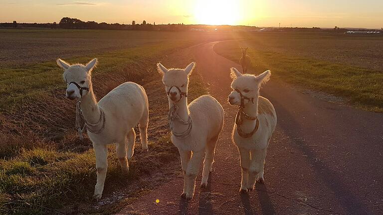Alpakas in Prichsenstadt auf einer kleinen Wanderung auf dem Feld beim Sonnenuntergang.&nbsp;