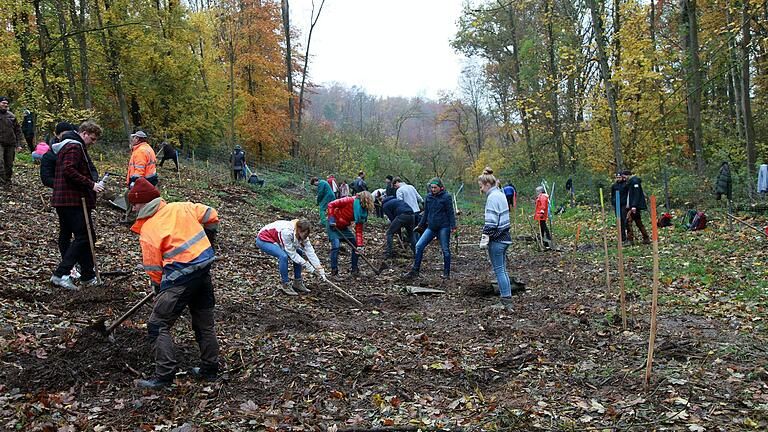 In Kooperation mit dem Verein Bergwaldprojekt e.V. wurden am Wochenende im sogenannten „Greußenheimer Loch“ in Hettstadt von etwa 75 freiwilligen Helfern 3000 klimataugliche zweijährige Baumsetzlinge in die Erde gepflanzt. In Kooperation mit dem Verein Bergwaldprojekt e.V. wurden am Wochenende im sogenannten „Greußenheimer Loch“ in Hettstadt von etwa 75 freiwilligen Helfern 3000 klimataugliche zweijährige Baumsetzlinge in die Erde gepflanzt. 