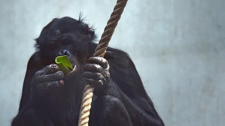 Bonobo-Affe Bili       -  Die Affen waren zum Zeitpunkt der Landung in den Innenräumen der Anlage eingeschlossen. (Archivbild)