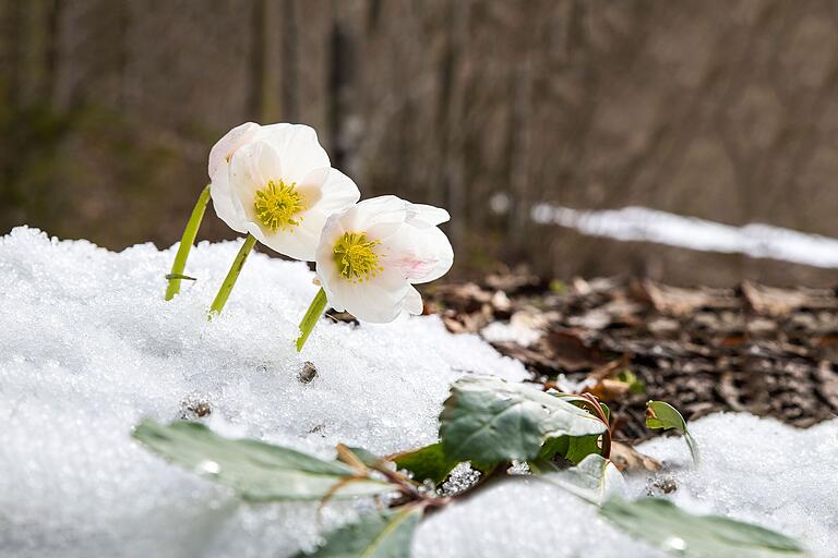 Christrosen wachsen auch wenn es schneit.