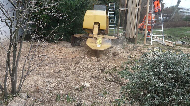 Nach der Fällung der Schwarzpappel am Spitalseebunker wurde der Baumstumpf weggefräst, um in den nächsten Wochen gleich einen neuen Baum pflanzen zu können.
