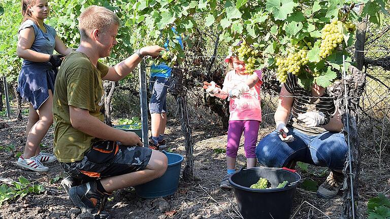 Auch die Jüngsten halfen fleißig bei der Weinlese am vergangenen Wochenende in Markt Einersheim mit.