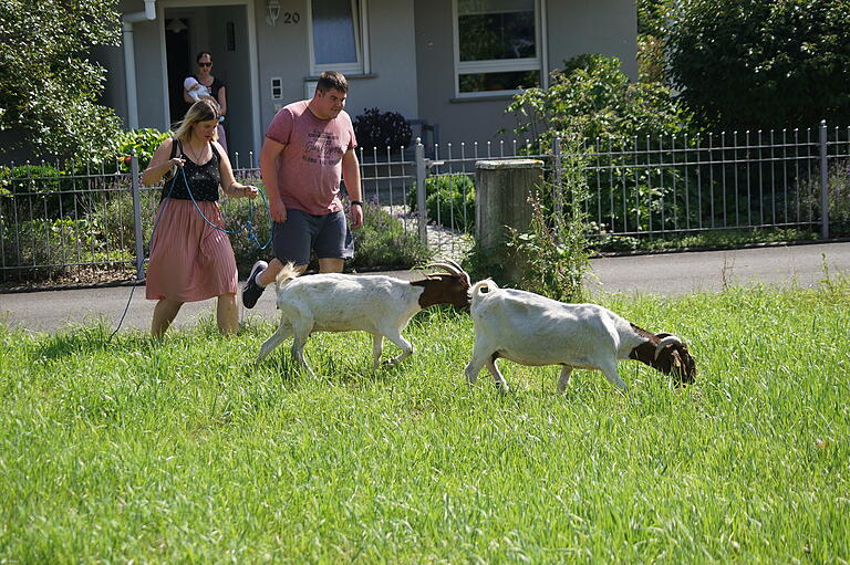 Zwei herrenlose Ziegen wurden am Sonntag in einem Wohngebiet eingefangen. Zwei herrenlose Ziegen wurden am Sonntag in einem Wohngebiet eingefangen.