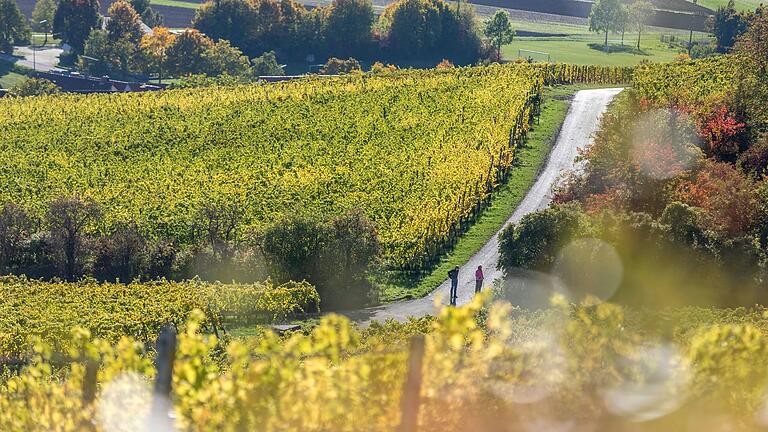 Unterwegs auf dem rund neun Kilometer langen Wanderweg 'Ums Mahlholz' rund um Gerolzhofen. Vom Wein-Pavillon am Franziskus hat man einen herrlichen Ausblick in die Landschaft. Hier auf die Weinberge rund um Wiebelsberg. Unterwegs auf dem rund neun Kilometer langen Wanderweg 'Ums Mahlholz' rund um Gerolzhofen. Vom Wein-Pavillon am Franziskus hat man einen herrlichen Ausblick in die Landschaft. Hier auf die Weinberge rund um Wiebelsberg.