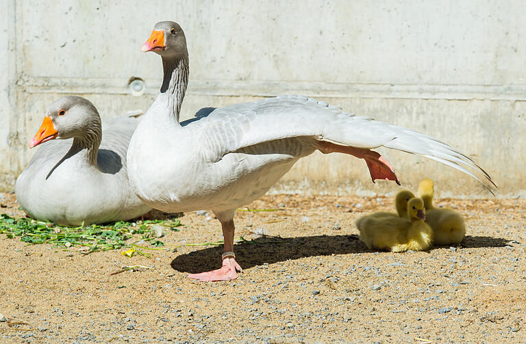 Mama Gans sorgt für Schatten. Mama Gans sorgt für Schatten. 