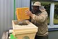 Mit der Königin 'Sabine 72' bringt Alexander Geyer das Bienenvolk in die neue Bienenbeute auf dem Gelände des Golfclubs in Löffelsterz.