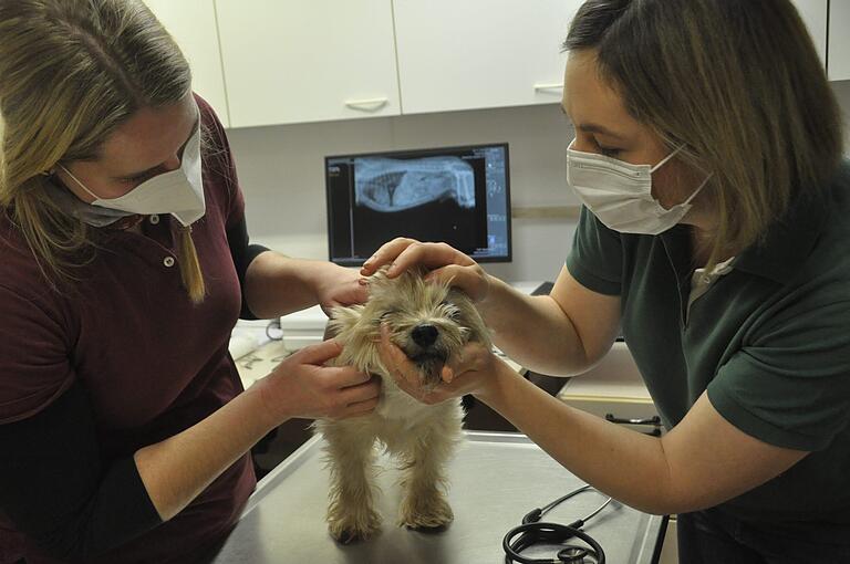 Die Behandlung von sogenannten Kleintieren, wie Hund und Katze, will Dr. Amelie Wiest (rechts) ausbauen. Hier untersucht sie mit den tiermedizinischen Fachangestellten Kaja Mückstein den Terrier 'Karl'.