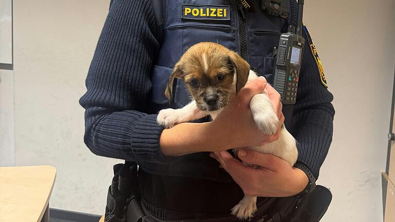 Circa fünf Wochen sind die Hundewelpen laut Schätzungen des Tierheims Würzburg alt.