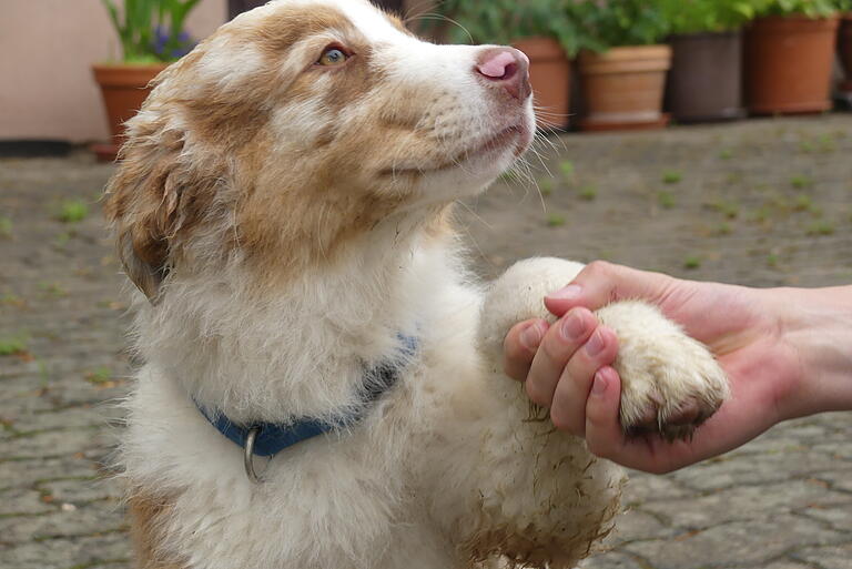 Treuer Gefährte: Hund Anton gehört ebenfalls zum Siebenäckerhof.