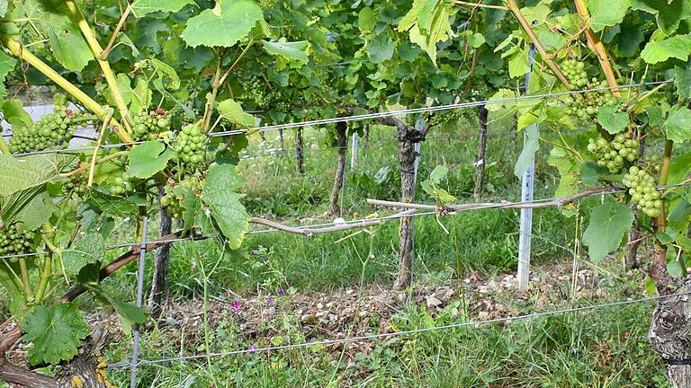 In diesem Jahr ein typisches Bild: Die Fruchtruten, an denen normalerweise die meisten Trauben wachsen, sind erfroren. Die Trauben hängen nach den Nachtrieben und sind unterschiedlich reif. In diesem Jahr ein typisches Bild: Die Fruchtruten, an denen normalerweise die meisten Trauben wachsen, sind erfroren. Die Trauben hängen nach den Nachtrieben und sind unterschiedlich reif.