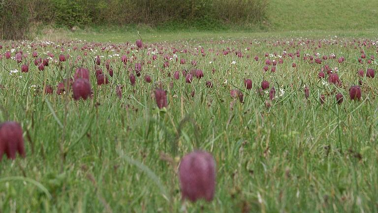 In Obersinn zu erleben: Die Schachblume blüht millionenfach.