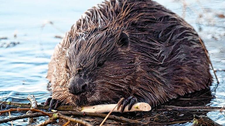 KINA - Gestatten: Biber mein Name       -  Der Biber frisst Rinde und baut mit Ästen &ndash; auch wieder im Stadtgebiet am Mainufer, zum Beispiel bei Heidingsfeld und auf der Naturheilinsel.DPA